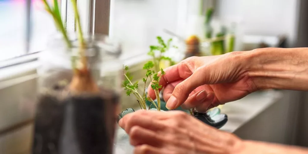 What Are the Most Common Indoor Gardening Challenges and How to Overcome Them? What Are the Most Common Indoor Gardening Challenges and How to Overcome Them?