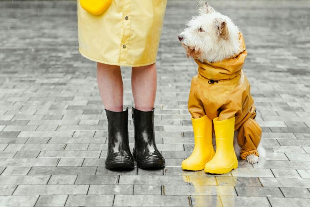 What Are the Most Essential Outdoor Gear Items for Your Pet?