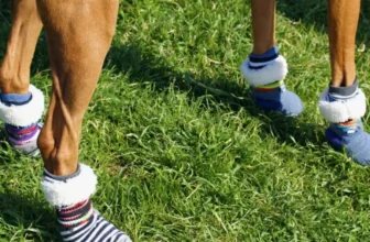 Anti-Slip Dog Socks: Keeping Paws Protected Indoors