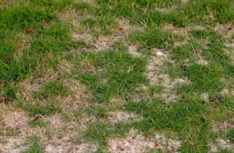 How Do You Eliminate Brown Patches on Your Lawn?