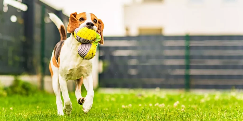 Best Outdoor Pet Toys to Keep Your Dog Engaged and Active Best Outdoor Pet Toys to Keep Your Dog Engaged and Active