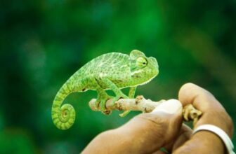 How Can You Ensure Your Exotic Pet’s Habitat Is Clean and Hygienic?