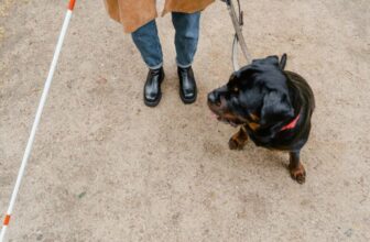 How Do You Choose a Safe and Comfortable Dog Leash?