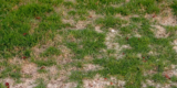 How Do You Eliminate Brown Patches on Your Lawn?