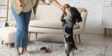 How Can Smart Pet Gadgets Help You Train Your Pet More Effectively?